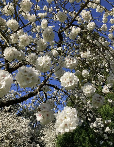 SAKURA (Cherry blossom) at Kew Gardens - ikebana for you, the art of Japanese flower arranging in Ealing